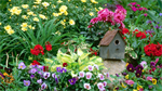Fond d'cran gratuit de Fleurs - Jardins numro 63313
